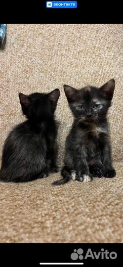 Котята в добрые руки приучены к лотку