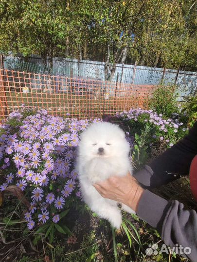 Щенки шпица