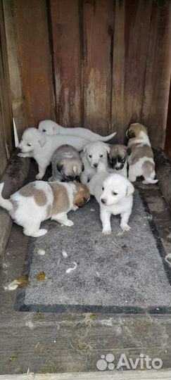 Собаки бесплатно