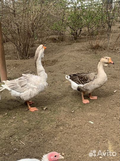 Холмогорский гусь