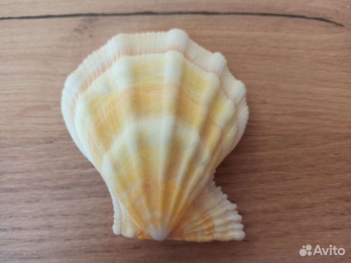 Морская раковина