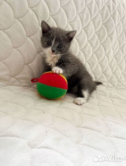 Котенок в добрые руки