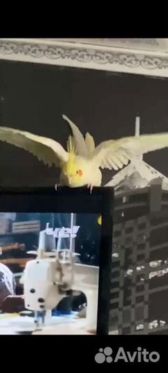 Попугай корелла