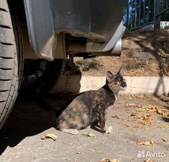 Котенок девочка