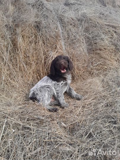 Щенки дратхаара