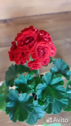 Пеларгония розебудная