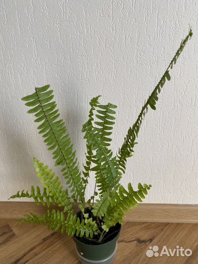 Папоротник