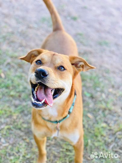 Молодые собаки подростки много разных в дар