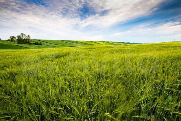 Участок 3,36 га (СНТ, ДНП)