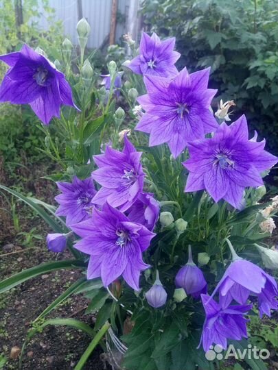 Платикодон, долихос