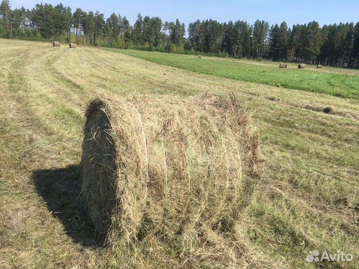 Продам сено, Ангарск, Усолье-Сибирское