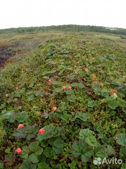 Морошка сбор 2022