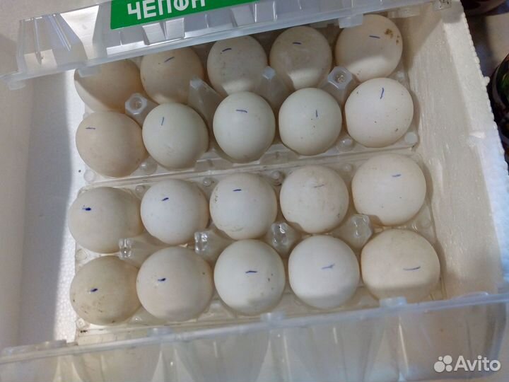 Домашние Яйца утиные, куриные, перепелиные