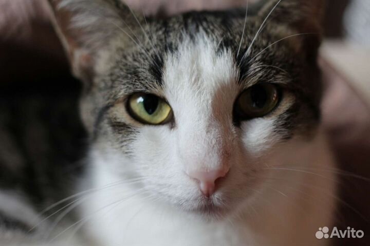 Котенок Пухляш