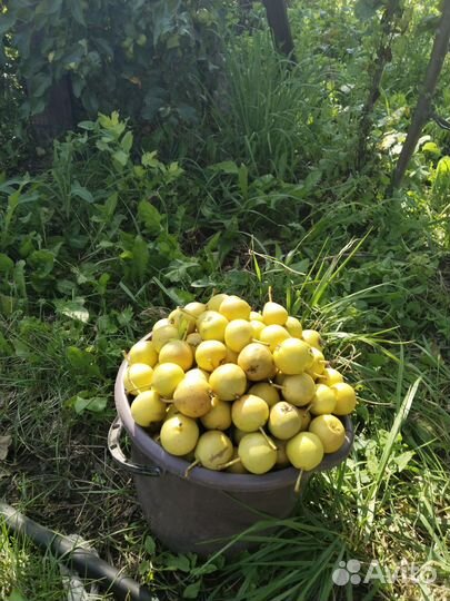 Груша садовая