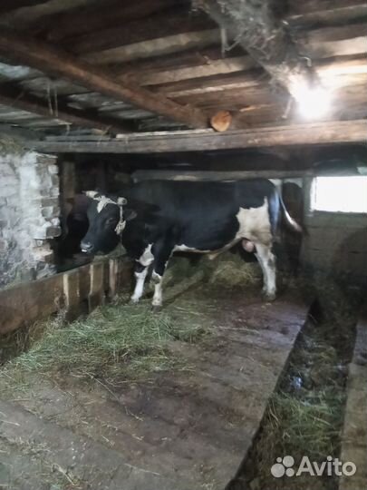 Бычки на мясо