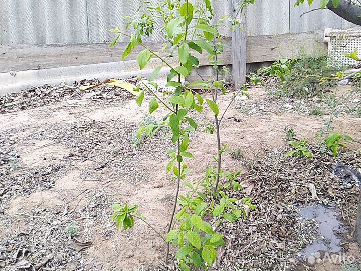 Саженцы черносива