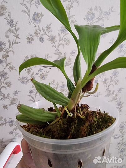 Coelogyne brunnea