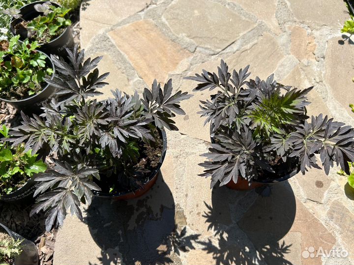 Бузина черная Лэйсд Ап и Серенада, Скумпия