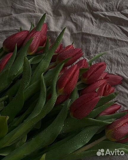 Цветы, тюльпаны
