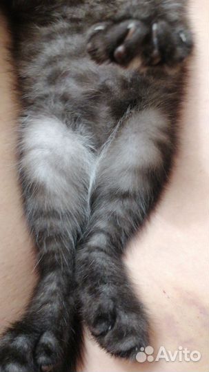 Котик в дар