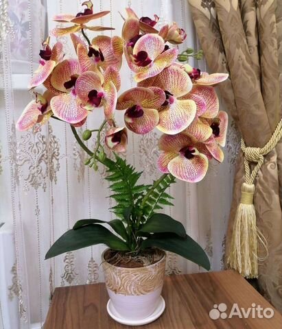 Орхидея фаленопсис