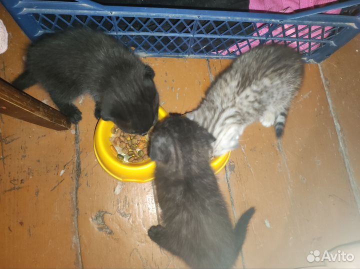 Шотландская вислоухая кошка