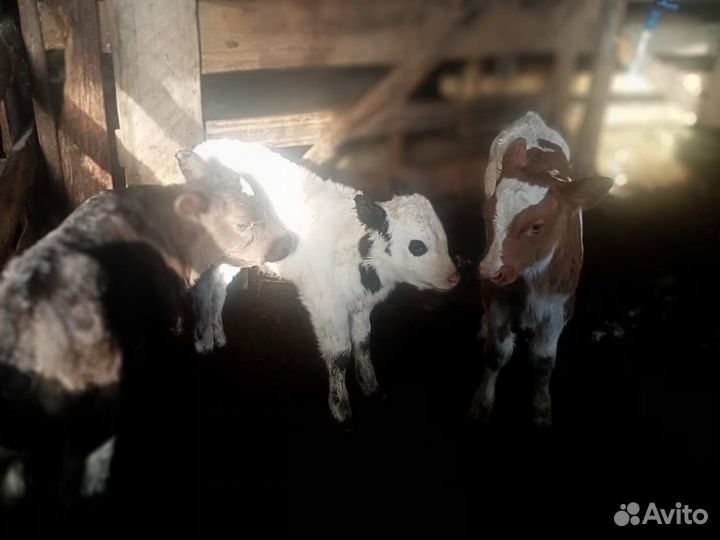 Бычки и телята от 2 месяцев