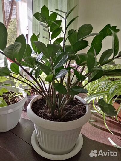 Комнатные растения цветы