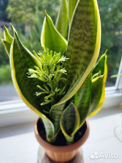 Щучий хвост. Сансевиерия сортовая