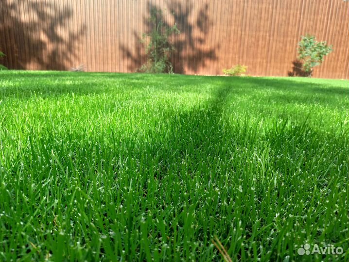 Рулонный газон и автополив под ключ