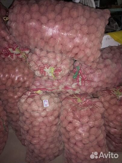 Семенной картофель