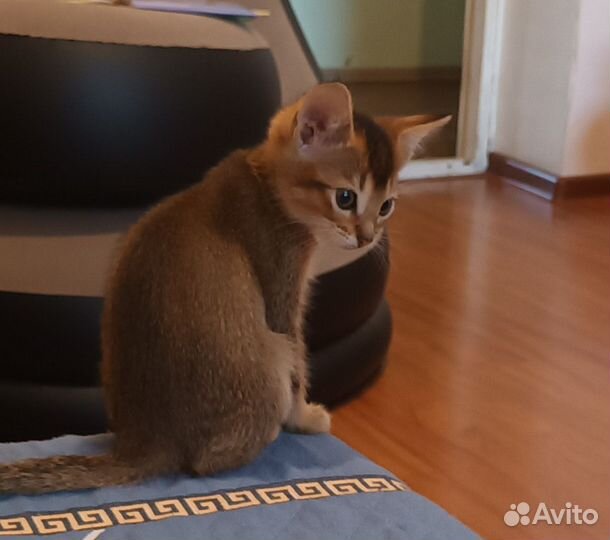 Абиссинская кошка