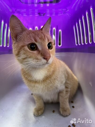 Кошка в дар