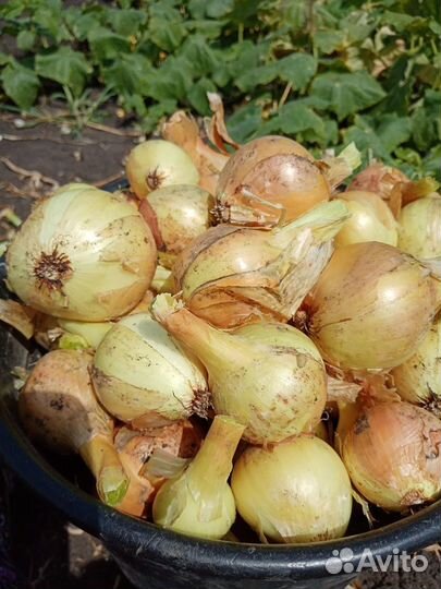 Продам лук