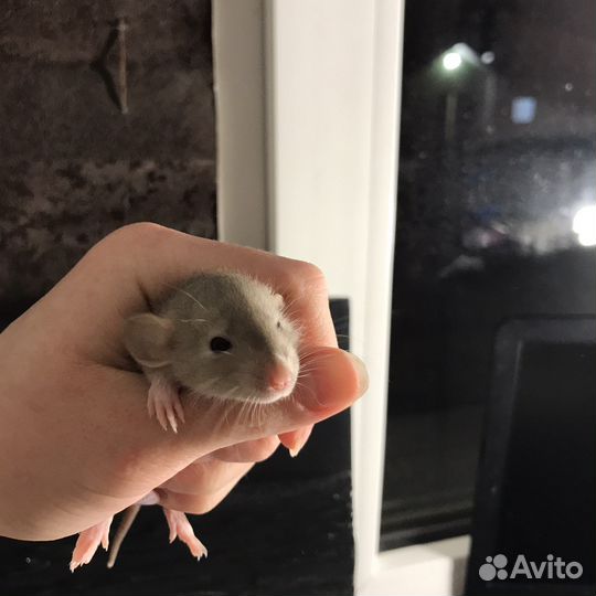 Крысы дамбо