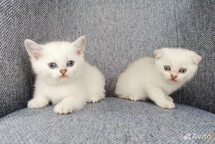 Британские котята