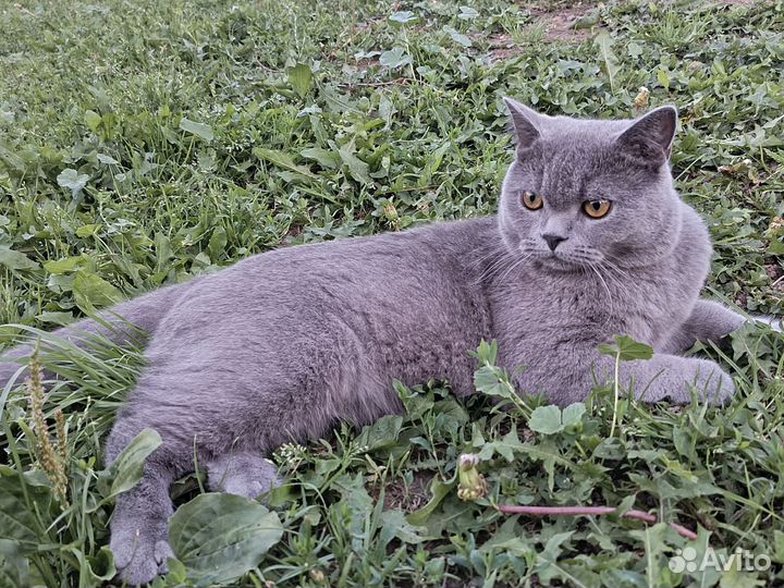Британский кот