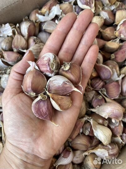 Семена чеснока Любаша