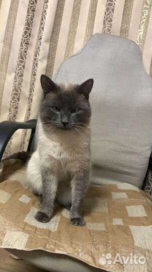 Тайская