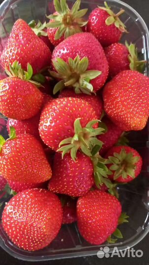 Клубника сладкая домашняя