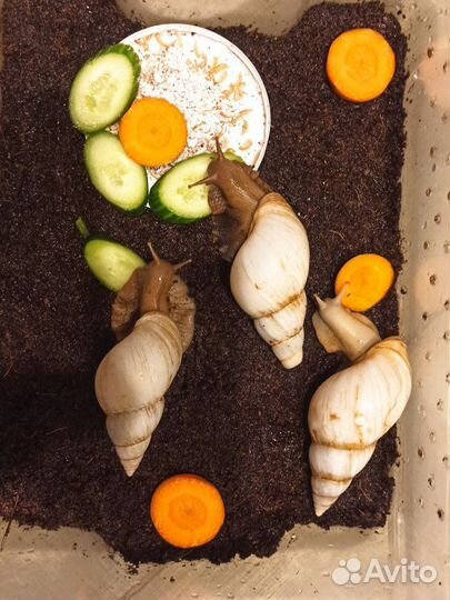 Улитки ахатины большие