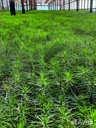 Сеянцы сосны и ели зкс