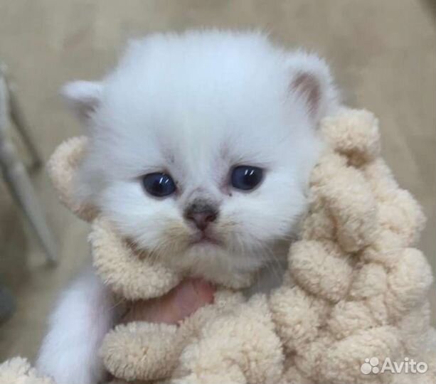 Шотландский котенок