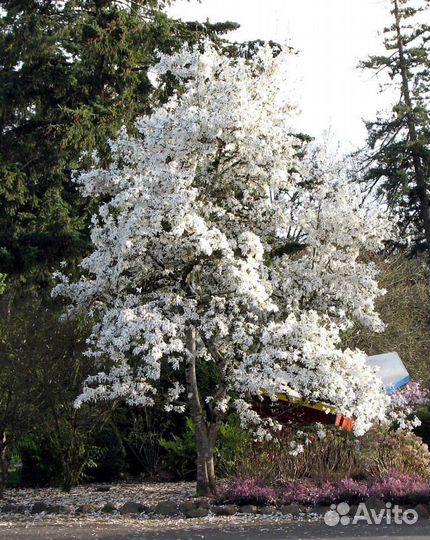 Магнолия Кобус