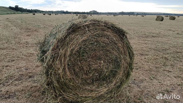 Люцерна тюки 145см