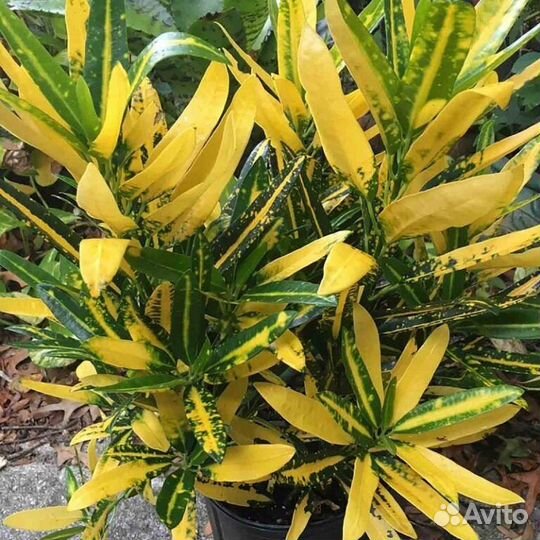 Декоративнолиственные