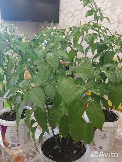 Перец комнатный острый