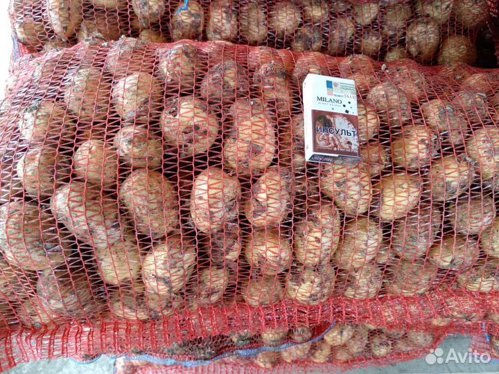 Картофель свежий урожай