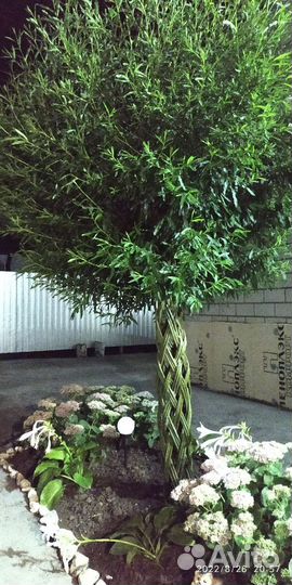 Принимаем заказы на плетенные деревья весна 2025г